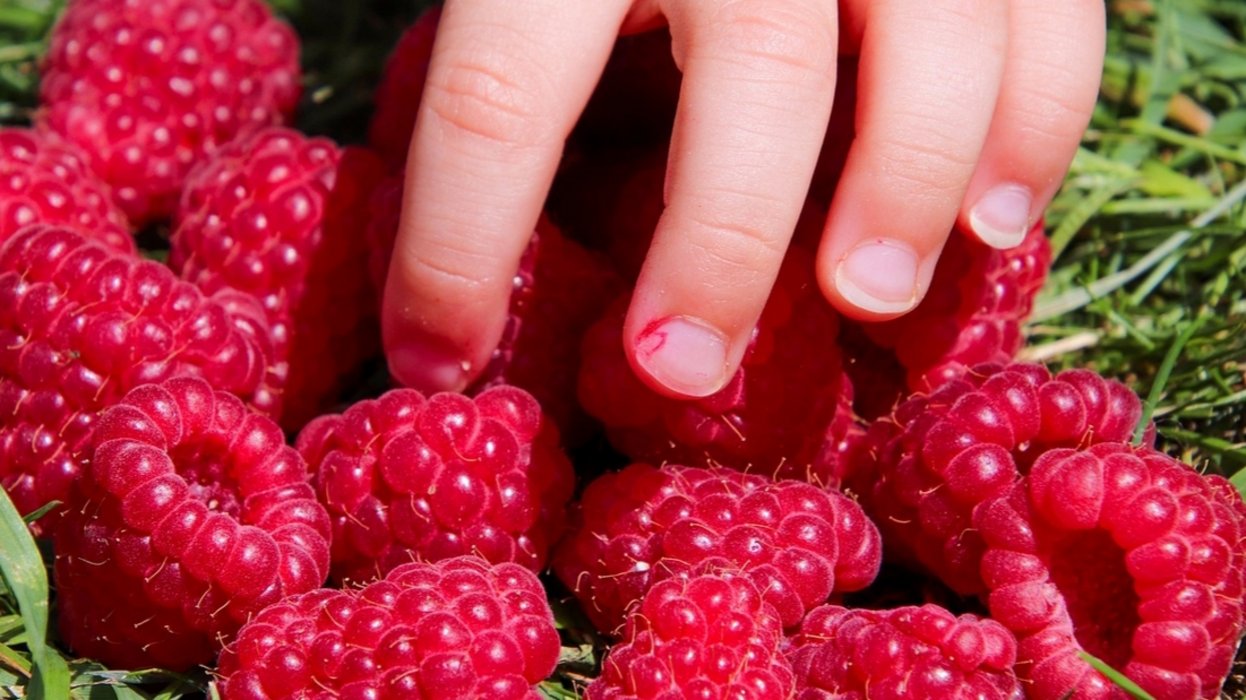 eine Hand, die nach Himbeeren greift
