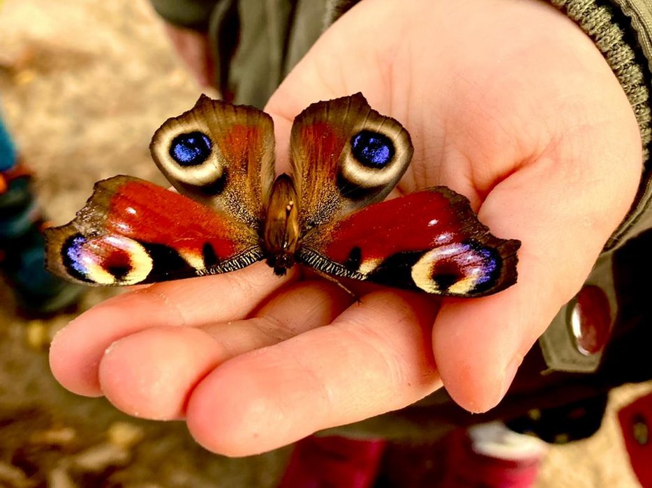 Ein Schmetterling, der auf einer Hand sitzt